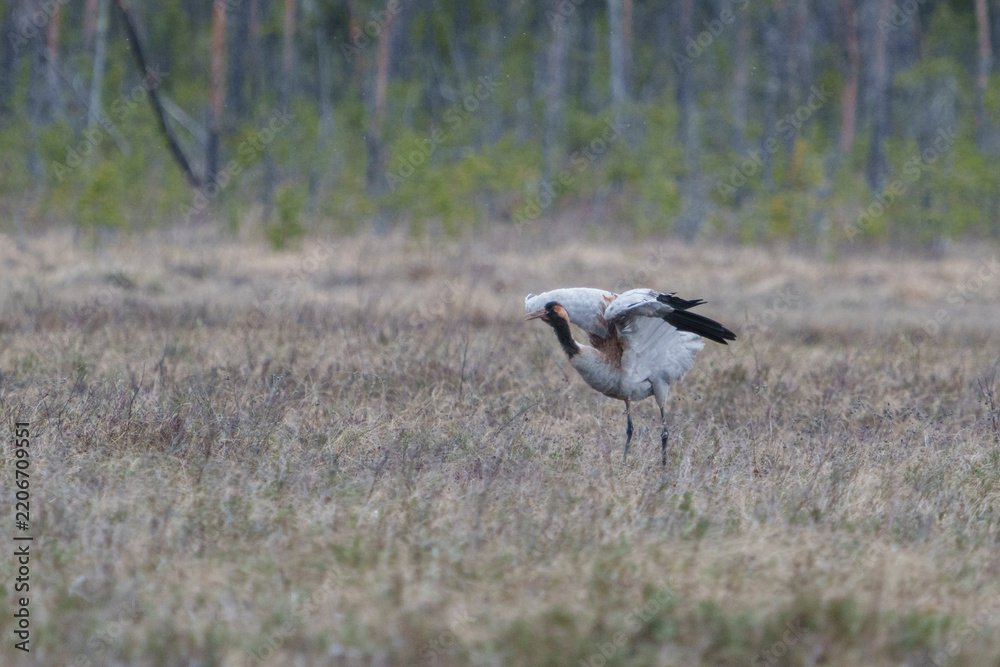 Obraz premium Common crane, grus grus