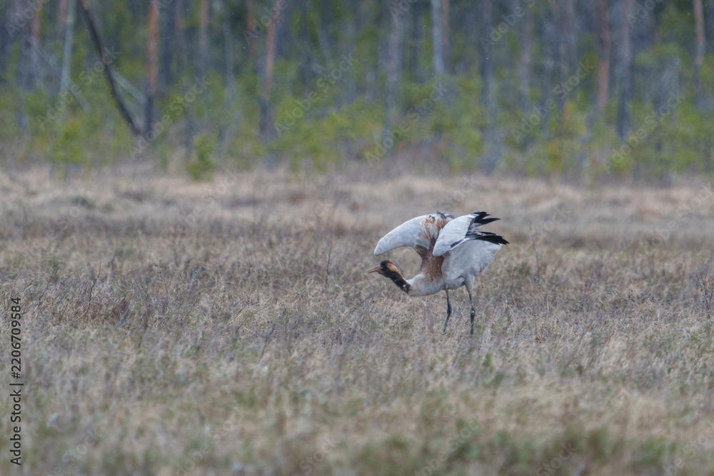 Obraz premium Common crane, grus grus