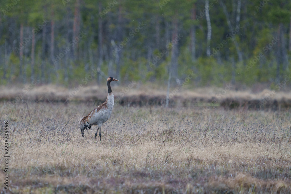 Obraz premium Common crane, grus grus