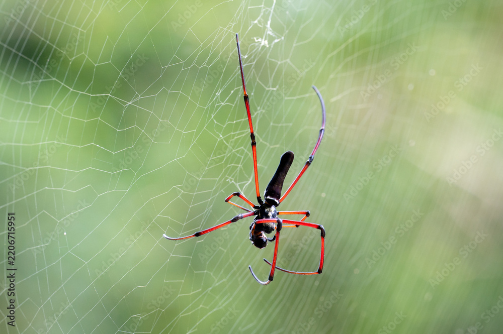 Fototapeta premium Close up of spider in the center of the web, in New Taipei City, Taiwan.