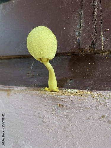 Obraz na plátně A small bright yellow mushroom growing on a wooden surface, macro nature photography