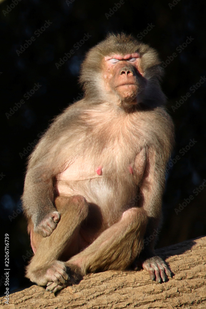 Fototapeta premium Mantelpavian / Hamadryas baboon / Papio hamadryas