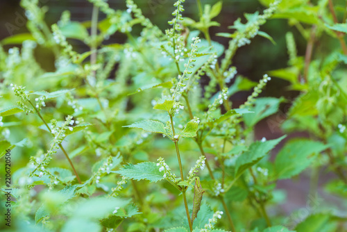 Obraz na płótnie 紫蘇の花