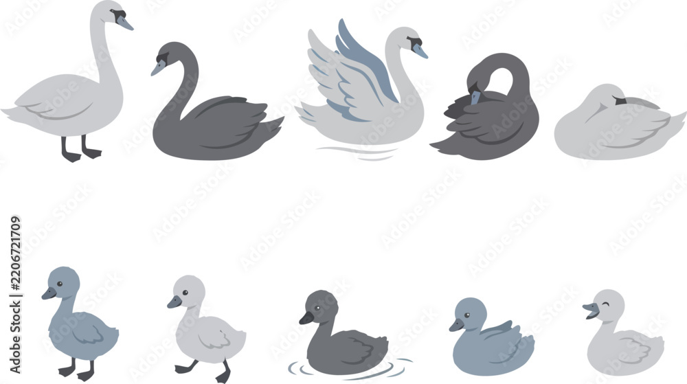 Obraz premium A collection of various swan and cygnet illustrations in different poses and colors.