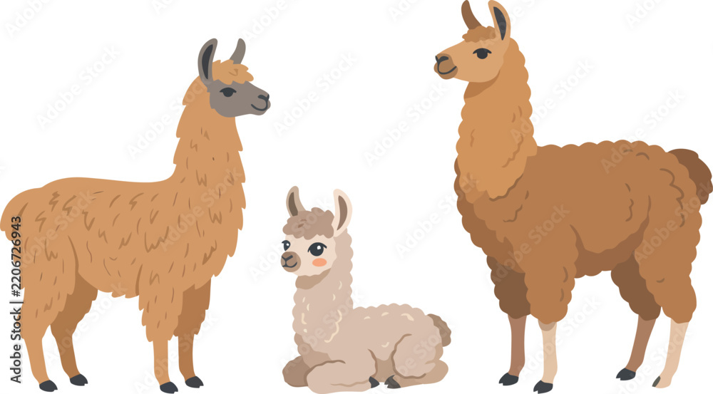 Obraz premium A family of three cute llamas standing and sitting together.