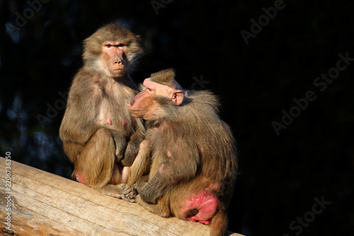Mantelpavian / Hamadryas baboon / Papio hamadryas