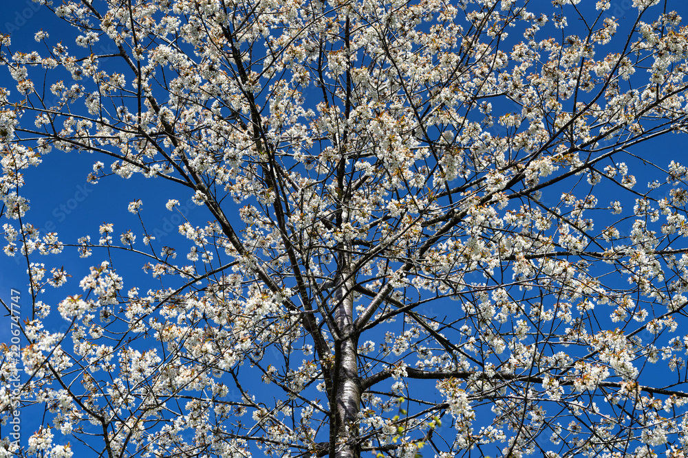 Fototapeta premium White flowering tree branches against clear deep blue spring sky