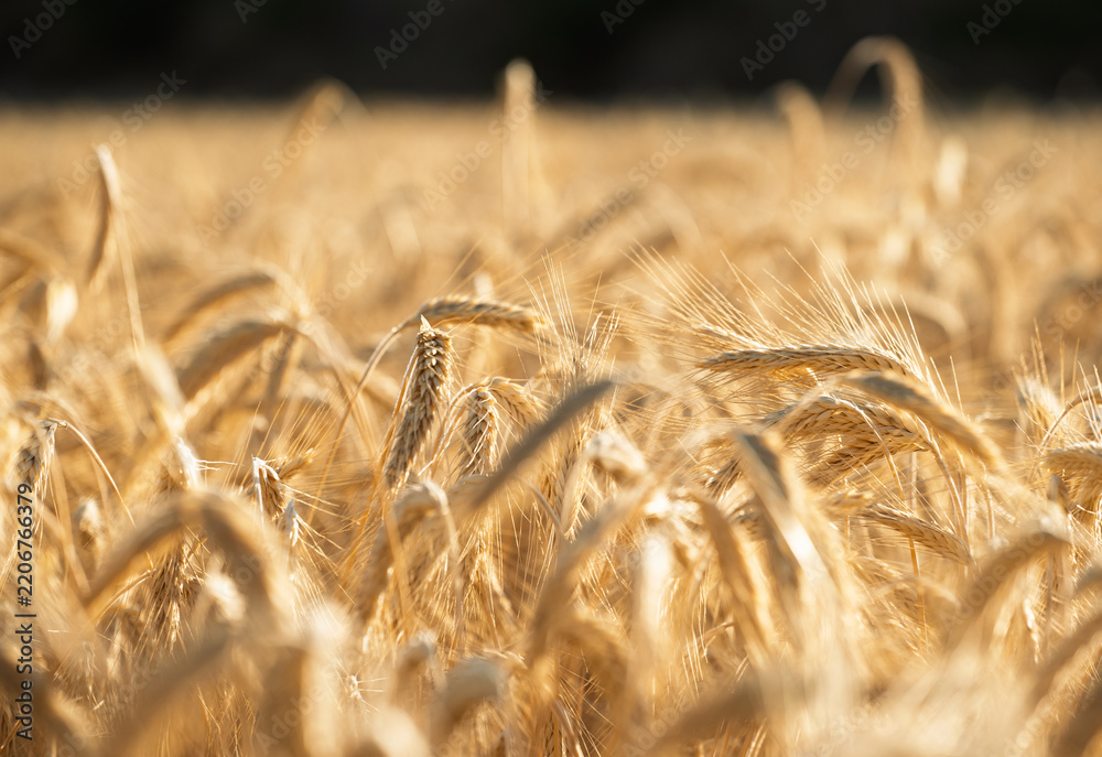 Obraz premium Ripe golden wheat growing in sunlit field