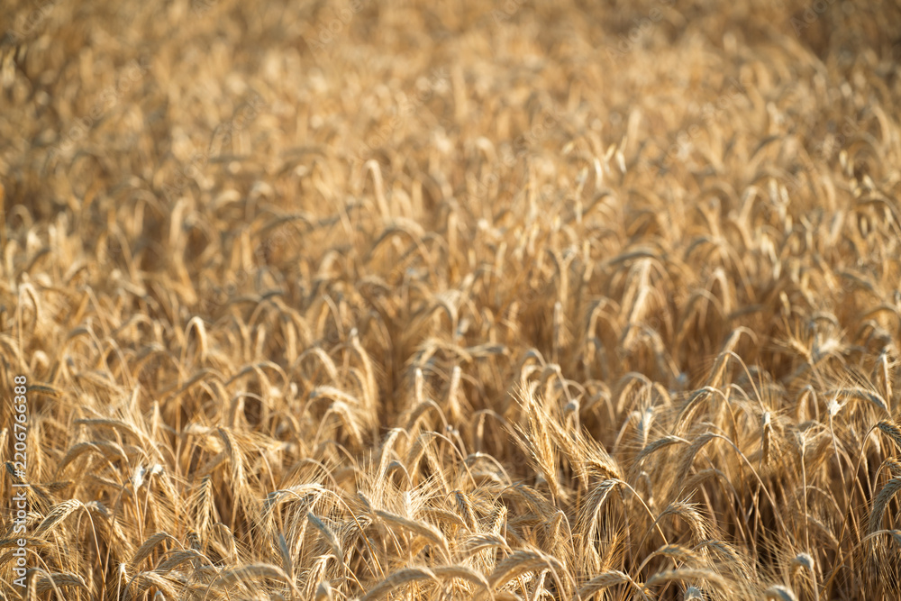Obraz premium Golden wheat field with ripe grain heads