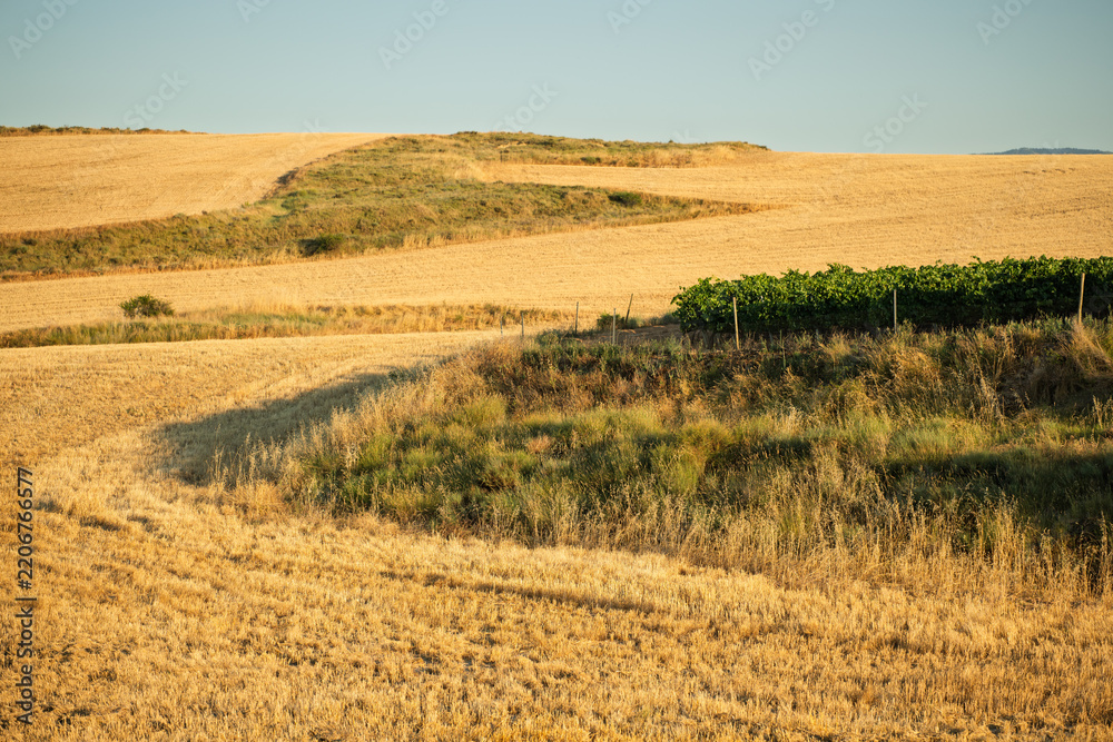 Obraz premium Golden farmland and vineyard in Spanish countryside