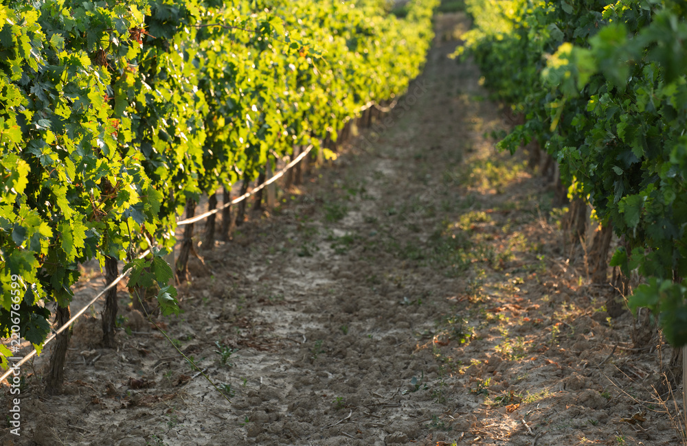 Obraz premium Dirt path running between rows of grapevines