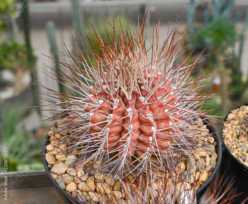 Cactus Echinocactus parryi with a pronounced reddish coral body