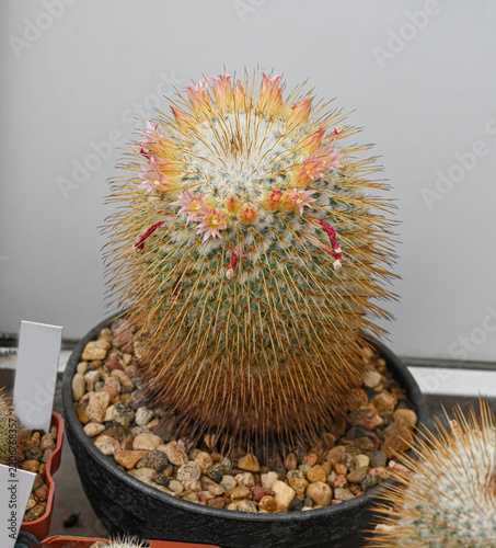 The cactus of the mammillaria family is covered with a thick layer of golden-yellow thorns.