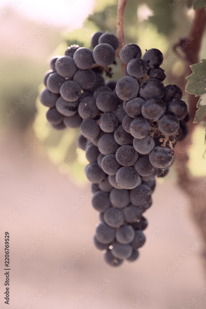 Obraz premium Ripe dark grape cluster hanging on grapevine