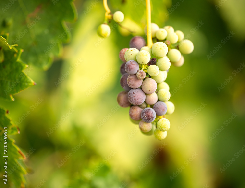 Obraz premium Ripening grape cluster changing color on vine