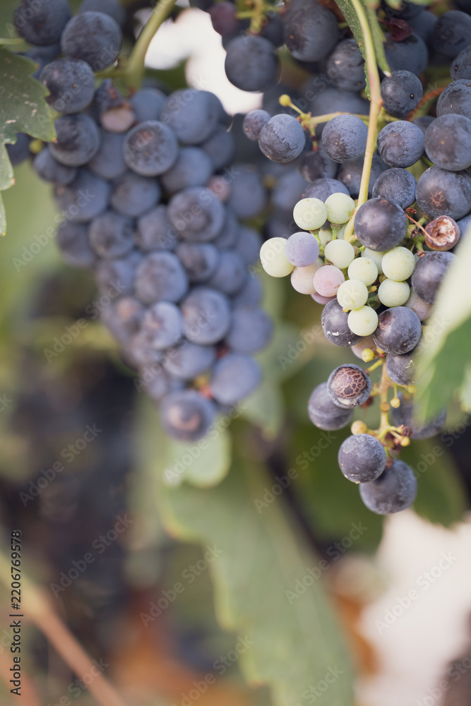 Obraz premium Grape clusters at different stages of ripening on vine