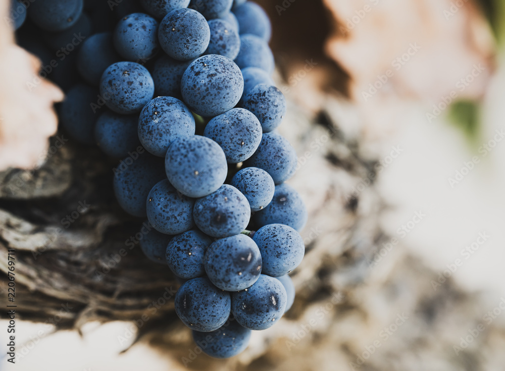 Obraz premium Ripe dark grape cluster growing beside old vine trunk