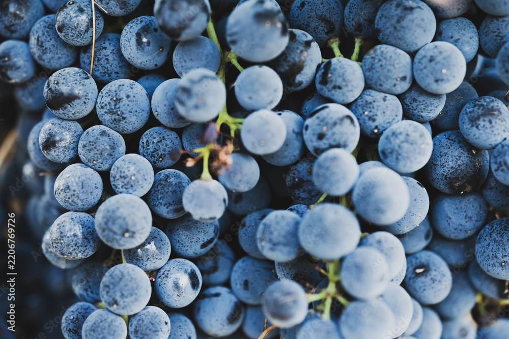 Obraz premium Close-up texture of ripe blue-purple grapes
