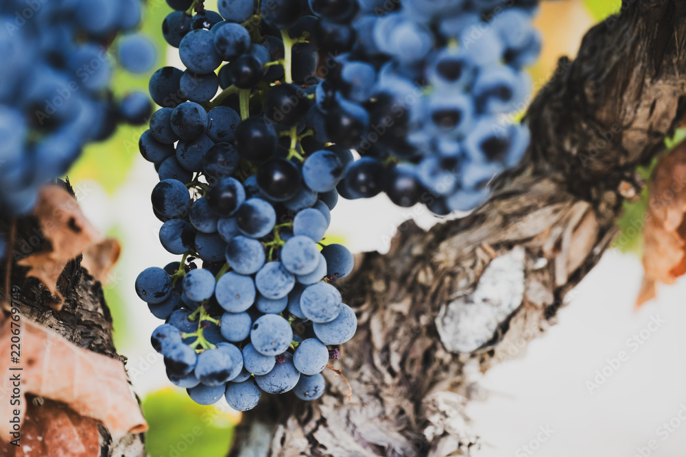 Obraz premium Ripe grape clusters growing on old grapevine trunk