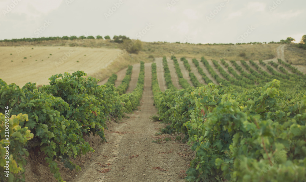 Obraz premium Vineyard rows stretching across rolling farmland in Spain