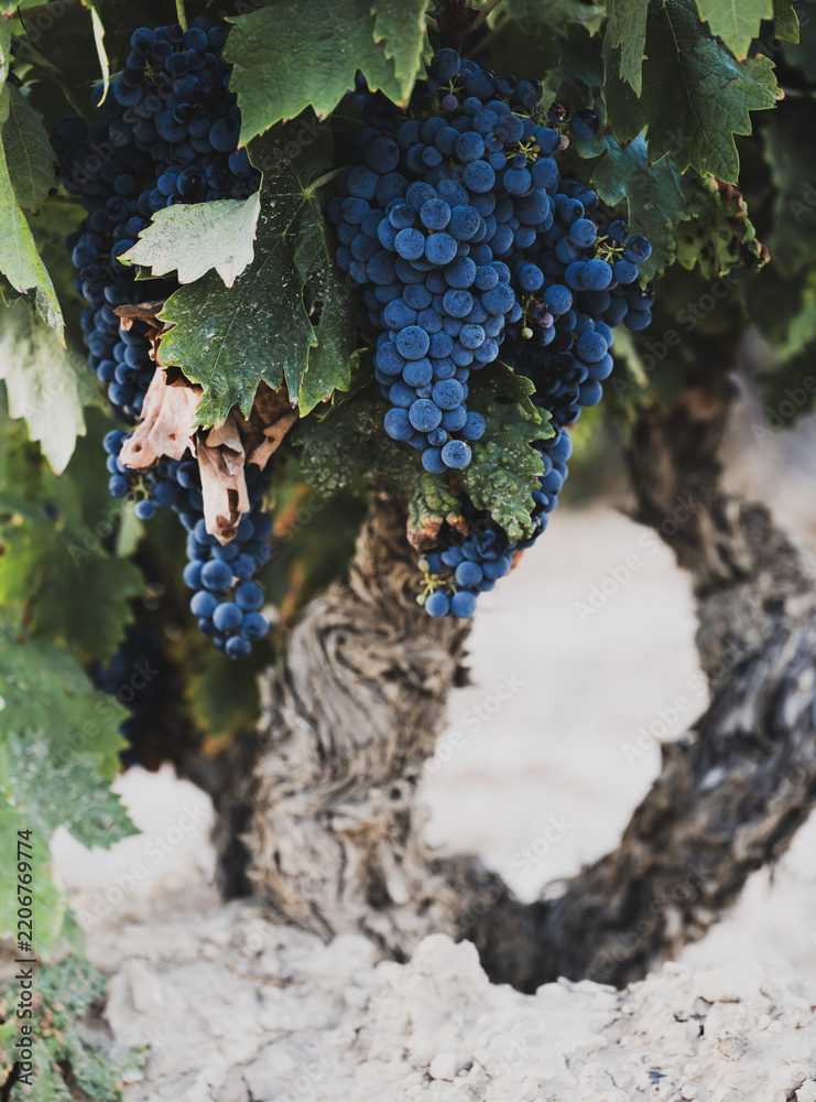Obraz premium Abundant ripe grapes growing on mature grapevine