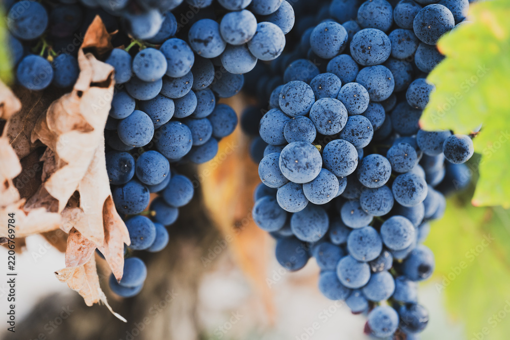 Obraz premium Dense ripe grape clusters with dry vine leaves