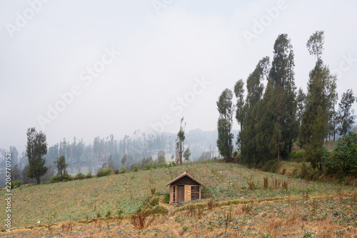 Agricultural landscape in Bromo Tengger Semeru National Park on a misty summer day (Java - Indonesia)