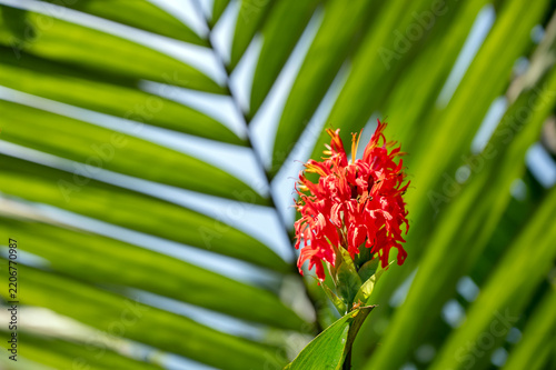  Pachystachys coccinea (Java - Indonesia)