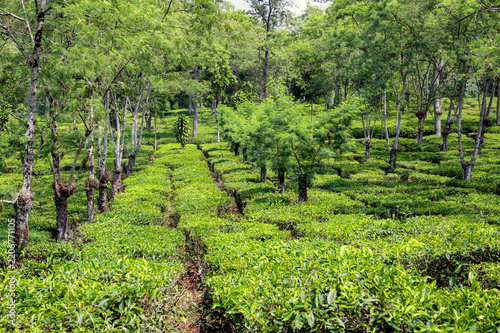 Wonosari Tea Plantation near Malang (Java-Indonésia)
