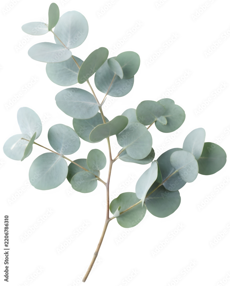 Obraz premium 회색빛 이 감도는 둥근 유칼립투스 잎 들 이 줄기 에 마주나 있는 식물 가지 화면 plant branch with gray-toned round eucalyptus leaves growing opposite each other on the stem
