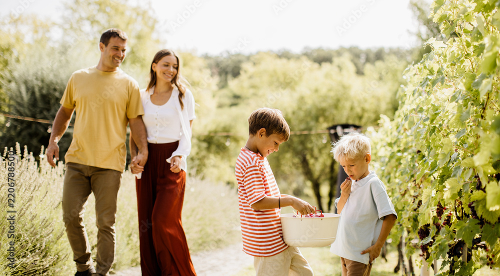 Obraz premium Family enjoying a sunny day picking grapes in a vineyard