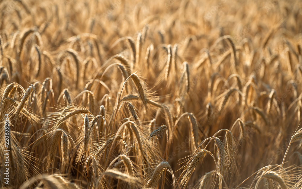 Obraz premium Dense field of ripe golden wheat