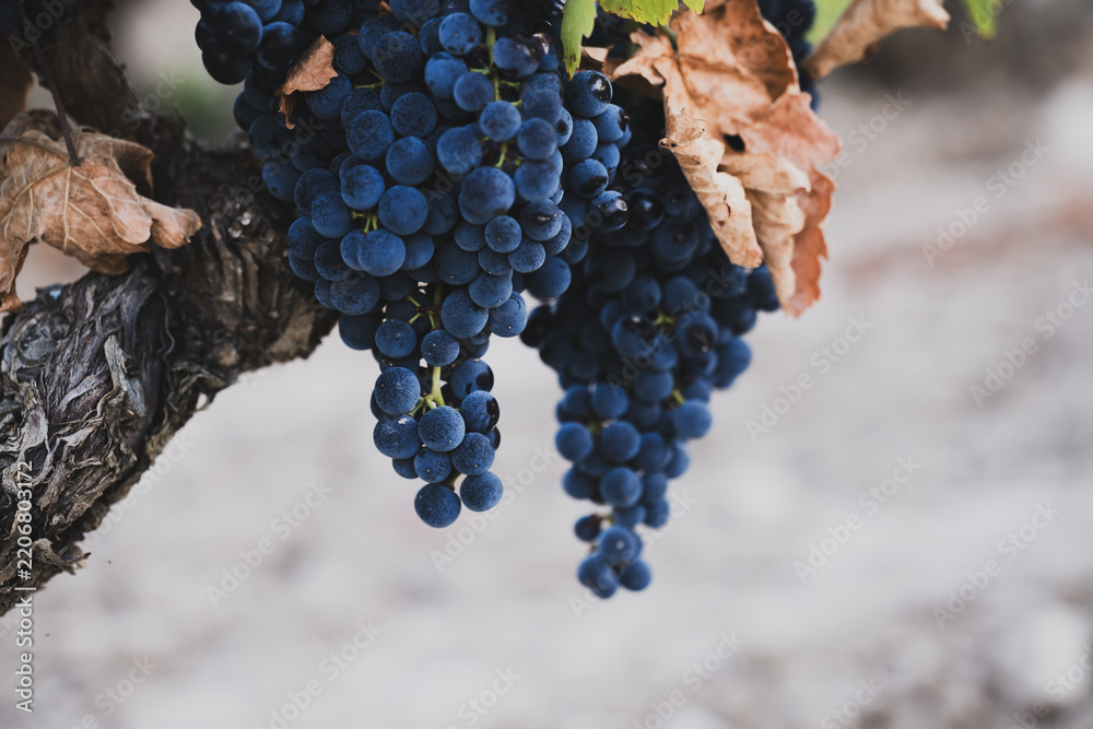 Obraz premium Ripe grape clusters hanging from old grapevine