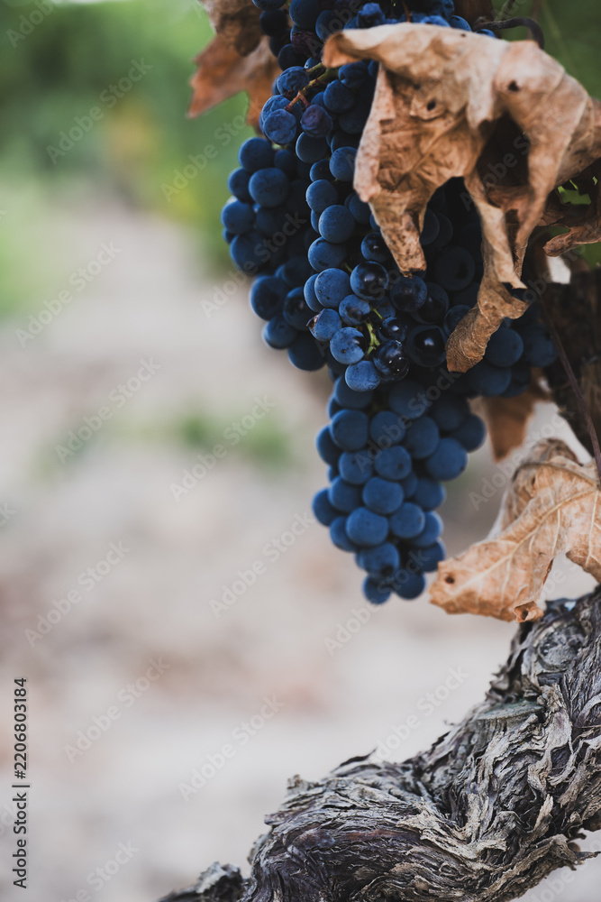 Obraz premium Ripe dark grape cluster on old grapevine trunk