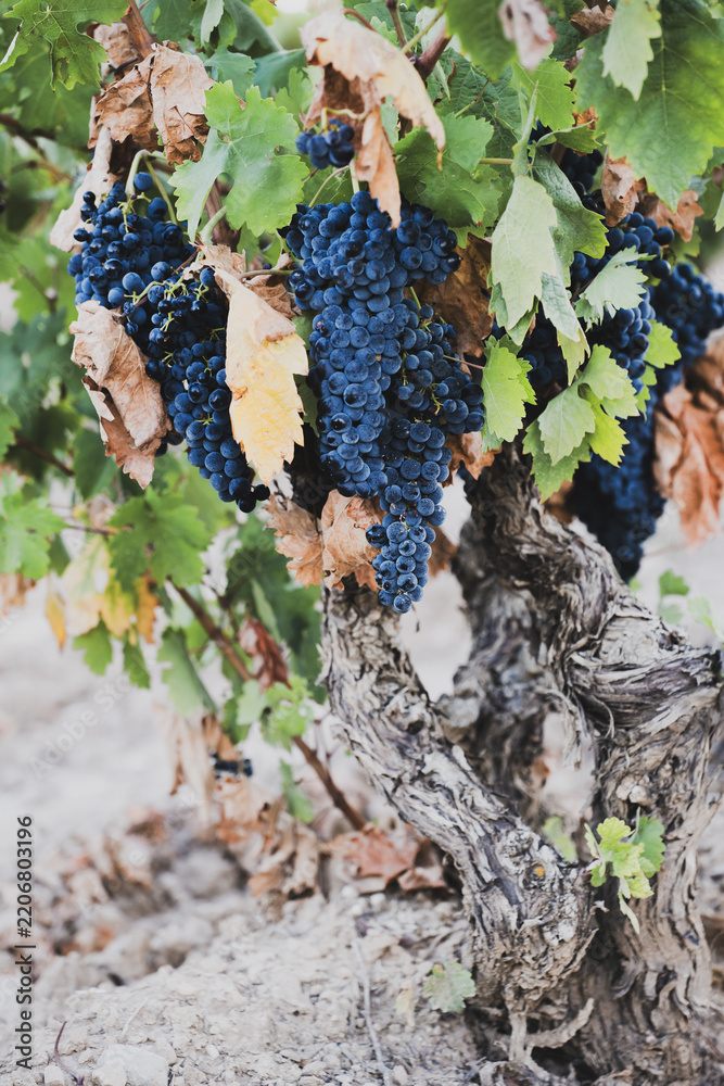 Obraz premium Abundant ripe grapes growing on old grapevine