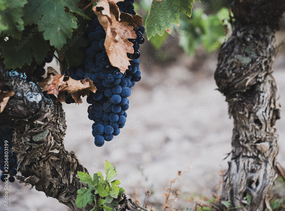 Obraz premium Ripe grape cluster hanging between old vine trunks