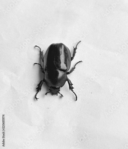 stag beetle on a white background