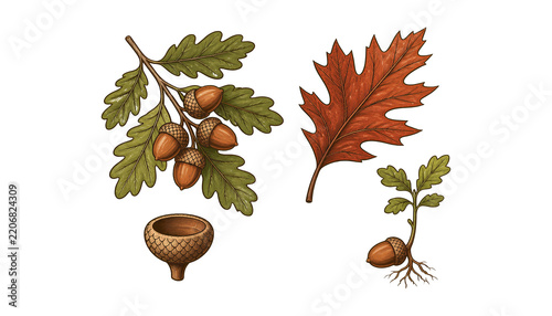 Oak Branch Illustration with Acorns and Leaves, Vintage Botanical Style