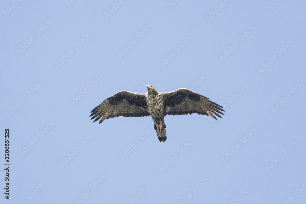 Obraz premium Bonelli's Eagle (Aquila fasciata) Soaring With Wings Spread