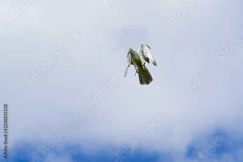 A Gyrfalcon in flight during a show