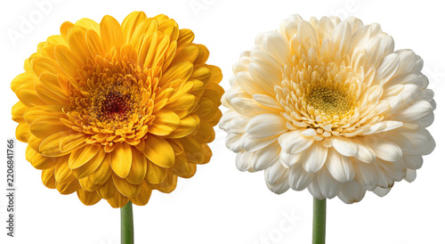 Two gerbera daisies one yellow one cream with stems isolated on transparent background