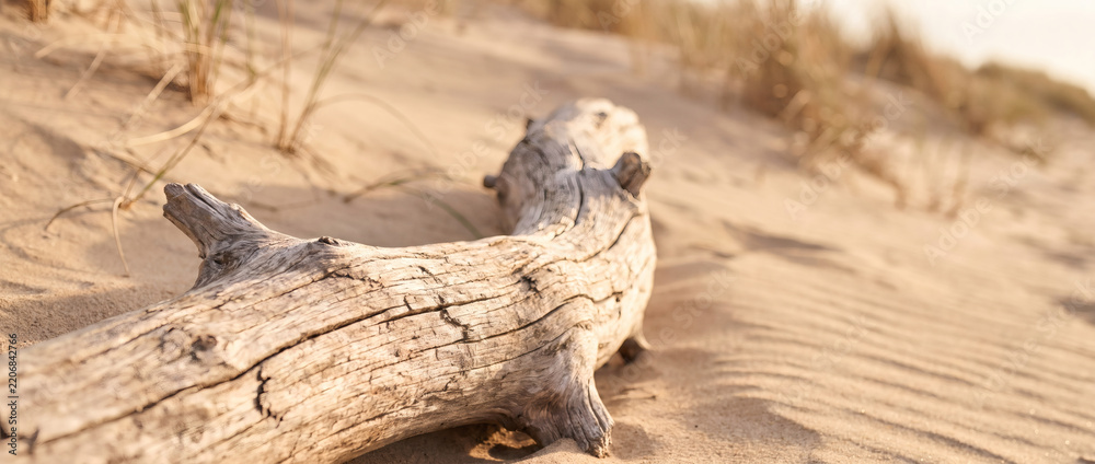 Fototapeta premium A weathered driftwood piece lies on a sandy coastal dune, with sparse dry grass around under soft natural light.
