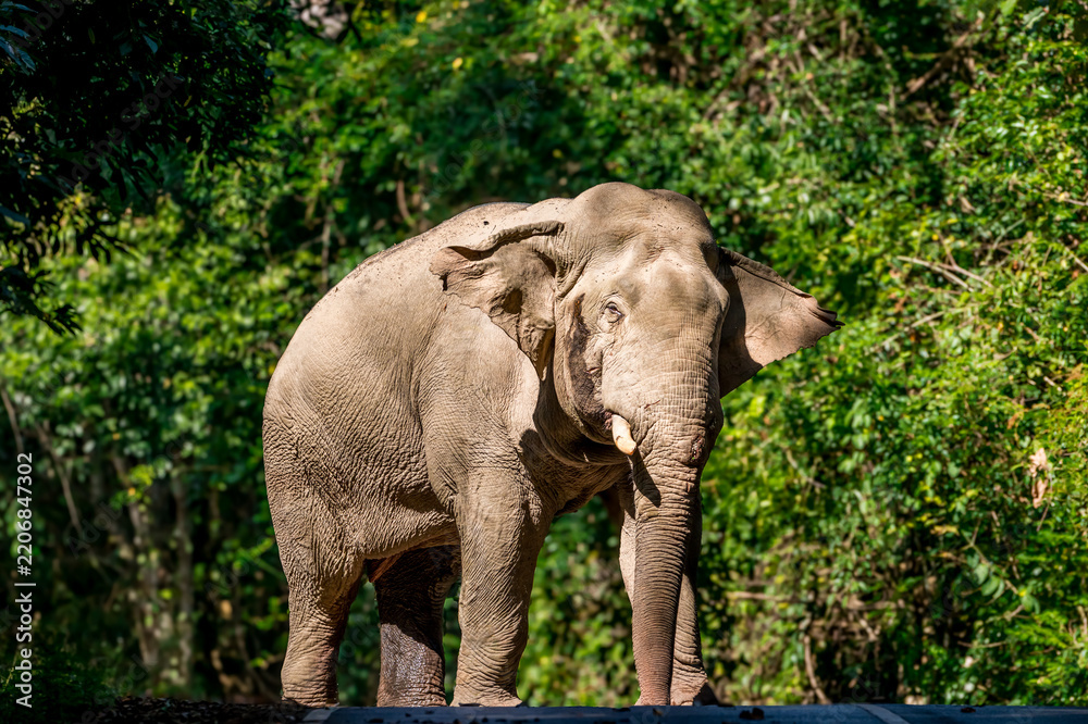 Obraz premium Elephants are the largest land animals, possessing long trunks, large ears, big legs, and thick yet delicate skin. Their trunks are used for breathing and for grasping food.