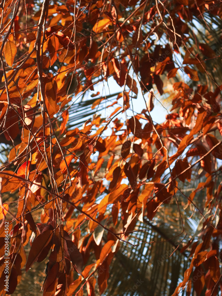 Fototapeta premium A photo of a brown dried leaf during the dry season