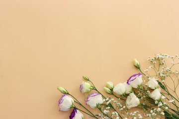 Top view image of romantic and delicate flowers on pastel background