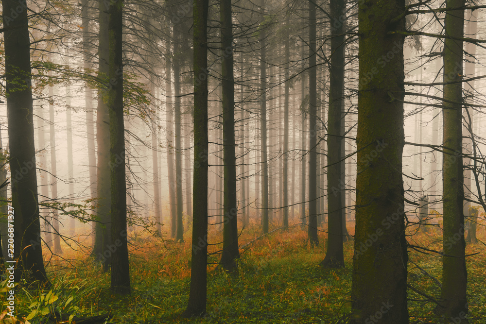 Fototapeta premium Mystical misty pine forest with tall tree trunks and golden sunlight in autumn 