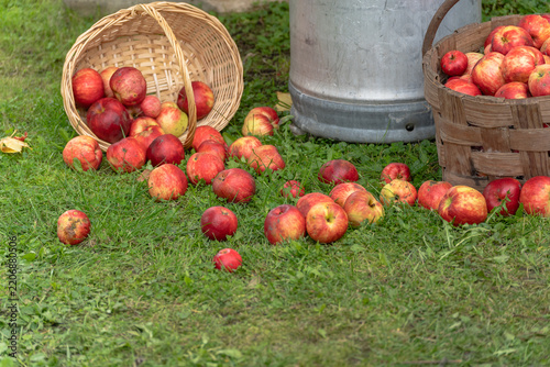 Red apples lie on the grass beside harvest baskets and a metal milk can.