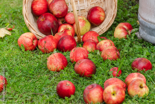 Red apples spill from a wicker basket onto green grass in an outdoor harvest scene.