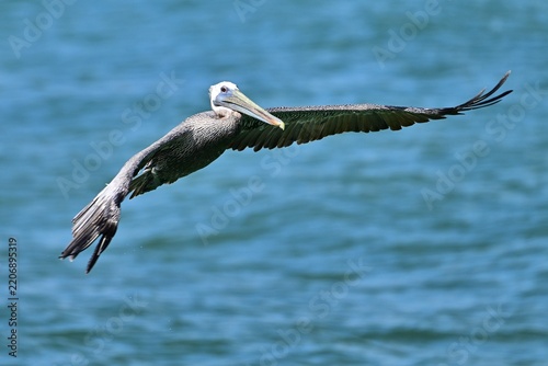 Hungry Pelican in Flight at a Florida Beach