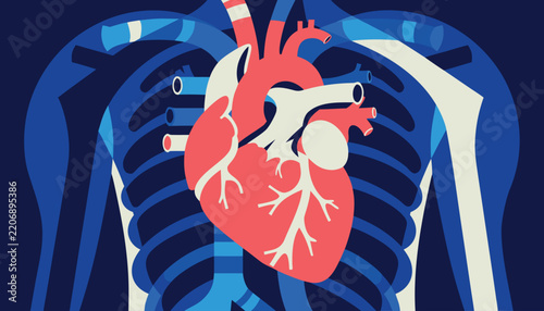 Human Heart Anatomy Vector Illustration Inside Chest Cavity With Ribs
